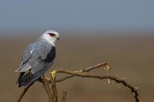 zwartvleugelig vlieger of elanus caeruleus opgemerkt in de buurt nasarovar in gujarat, Indië foto