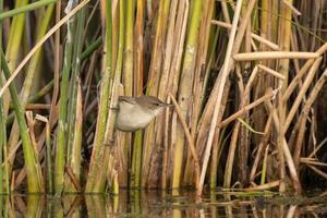 luidruchtig riet grasmus of acrocephalus stentoreus opgemerkt in de buurt nasarovar Indië foto