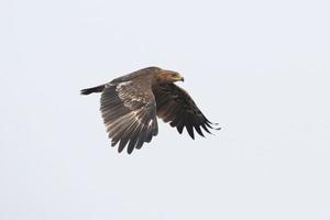 groter gevlekte adelaar of clanga clanga opgemerkt in de buurt nasarovar in gujarat Indië foto