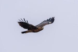 groter gevlekte adelaar of clanga clanga opgemerkt in de buurt nasarovar in gujarat Indië foto