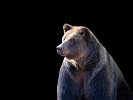 bruin beer Aan een zwart achtergrond foto