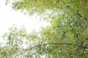 Afdeling van bamboe boom met zonlicht in de Woud geïsoleerd Aan wit achtergrond. foto