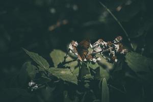 bruin vlinder Aan een wit bloem over- een groen achtergrond foto