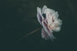 roze pioen Aan de achtergrond van groen tuinen Aan een zomer dag foto