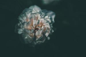 roze pioen Aan de achtergrond van groen tuinen Aan een zomer dag foto