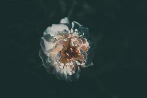 roze pioen Aan de achtergrond van groen tuinen Aan een zomer dag foto