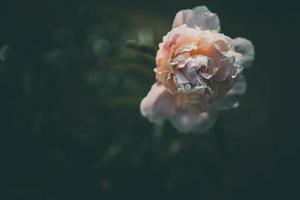 roze pioen Aan de achtergrond van groen tuinen Aan een zomer dag foto