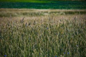 maïs Aan de veld- met blauw korenbloemen Aan een zomer dag creëren de achtergrond foto