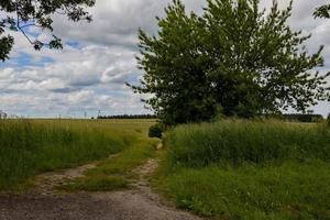 landschap versmallen aarde weg tussen groen bomen foto