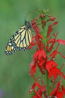 monarch vlinder Aan kardinaal bloem foto