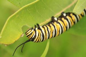 monarch vlinder rups- aan het eten foto