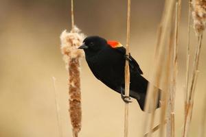 rood gevleugeld merel in cattails foto