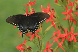 kruidenstruik zwaluwstaart vlinder Aan catchfly foto