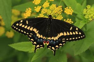 kort staart zwaluwstaart vlinder Aan gouden alexanders foto