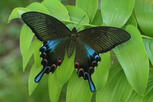 Chinese Pauw zwaluwstaart vlinder foto