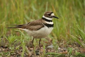 killdeer langs grind weg foto