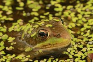 groen kikker in eendekroos foto