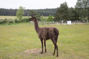 bruin lama wandelen Aan groen gras Aan een warm zomer dag foto