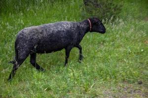 schapenwandelen losjes in de omgeving van de boerderij Aan een zomer dag foto