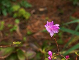 roze bloemen van rododendron kopiëren ruimte. rododendron ledebourii. voorjaar bloeiend rododendron. detailopname schot van rododendron dauricum bloemen, populair namen bagulnik, maralnik foto