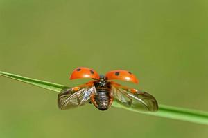 dichtbij omhoog van lieveheersbeestje met geopend Vleugels Aan blad van gras foto