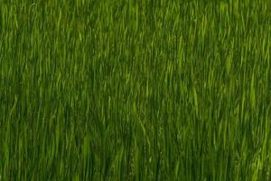 dichtbij omhoog van donker groen gras achtergrond foto