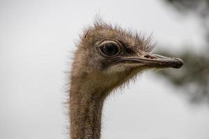 struisvogel hoofd in detailopname tegen de backdrop van natuur foto