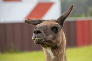 hoofd portret van een bruin lama buitenshuis foto