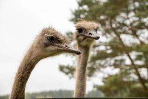 struisvogel hoofd in detailopname tegen de backdrop van natuur foto