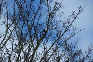 laag hoek visie van boom en takken Bij lokaal park foto