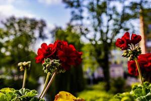 rood geraniums Aan een warm zomer dag foto