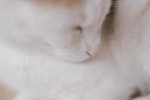 schattig weinig wit rood slapen kat in detailopname foto