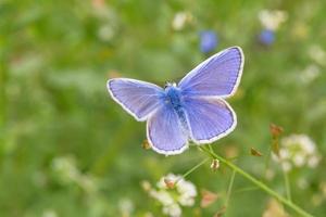 blauw vlinder met geopend Vleugels Aan wild bloem foto