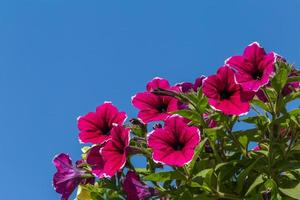Purper petunia bloemen tegen blauw lucht foto