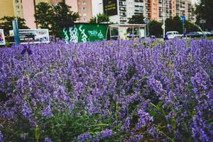 Purper bloem in detailopname Aan een warm zomer dag foto