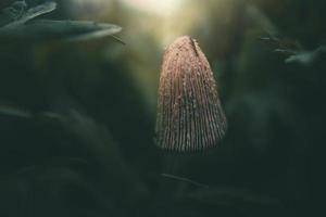 wild paddestoel tussen groen gras in detailopname in de zonneschijn foto