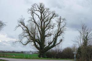 laag hoek visie van lokaal openbaar park en mooi bomen een Doorzichtig en verkoudheid dag van 22 maart 2023 Bij luton stad- van Engeland uk. foto