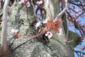 laag hoek visie van boom en takken Bij lokaal park foto