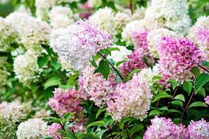 bloeiend hortensia paniculata vanille fraise met roze en wit bloei foto