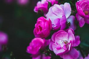 rijk roze lief rozen in avond zomer tuin - rosa Angelica, detailopname foto