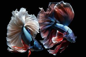 mooi kleurrijk van Siamees betta vis in duidelijk donker zwart achtergrond gemaakt met generatief ai foto