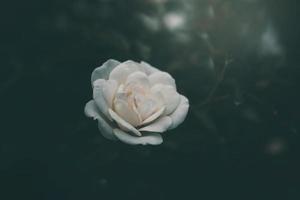 wit weinig roos Aan de struik in de tuin foto