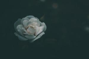 wit weinig roos Aan de struik in de tuin foto