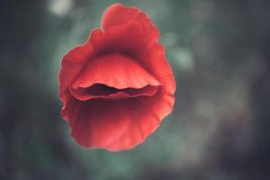 rood papaver Aan een groen achtergrond in de natuurlijk milieu foto