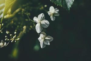 wit voorjaar bloem Aan een struik in een zonnig tuin foto