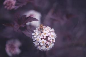 helder romig bloem Aan een achtergrond van Purper bladeren van een struik in detailopname met bij foto