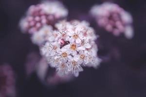 helder romig bloem Aan een achtergrond van Purper bladeren van een struik in detailopname foto