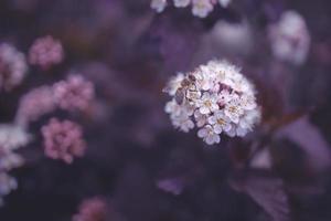 helder romig bloem Aan een achtergrond van Purper bladeren van een struik in detailopname met bij foto