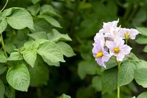 aardappel bloemen bloesem in zonlicht toenemen in fabriek. Purper bloeiend aardappel bloem Aan boerderij veld. dichtbij omhoog biologisch groente bloemen bloesem groei in tuin. foto