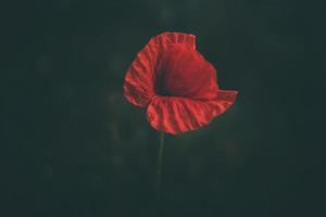 rood papaver Aan een groen achtergrond in de natuurlijk milieu foto